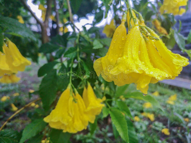 Flores Da Flor Mais Velha Amarela Com Gota Da Chuva Os Nomes Comuns Incluem  Trumpetbush Amarelo, Sinos Amarelos, Stans Do Gengibr Imagem de Stock -  Imagem de brilhante, fresco: 150218845