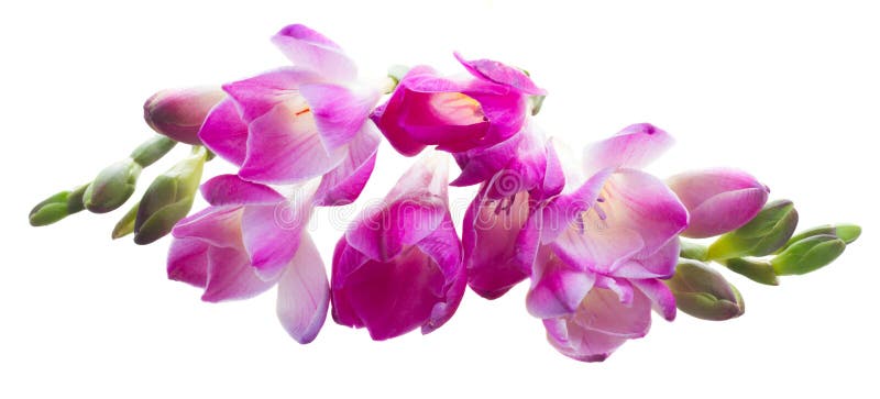 Flores da frésia foto de stock. Imagem de naughty, colorido - 53267554