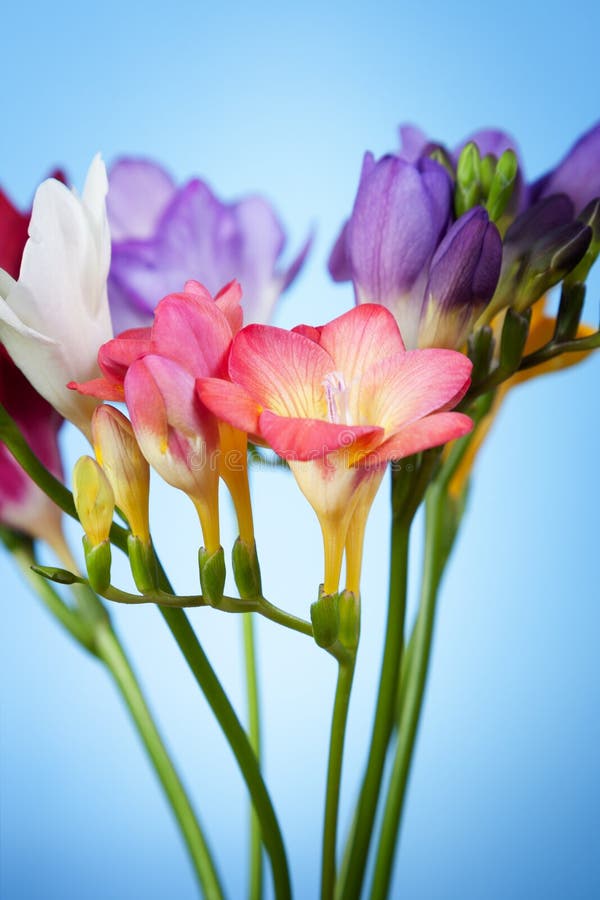 Flores Da Frésia Em Um Fundo Azul Imagem de Stock - Imagem de azul, fresco:  86537471