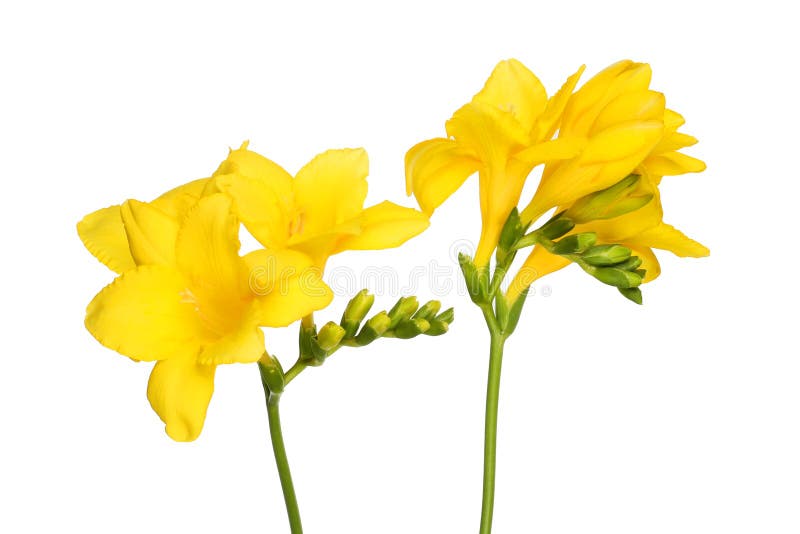 Flor amarela da frésia foto de stock. Imagem de isolado - 104192328