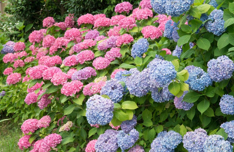 Flores da hortênsia imagens de stock Flores da hortênsia imagens de stock