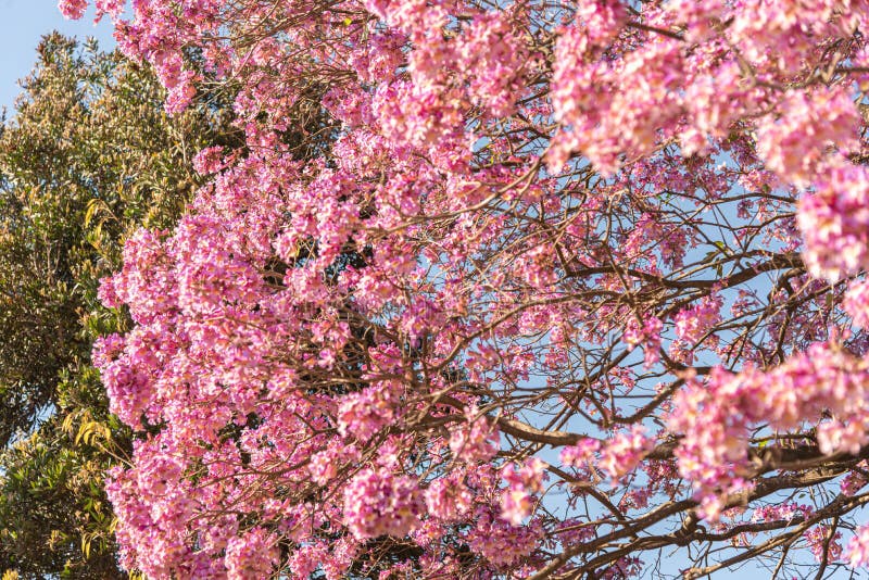 Flores Da Ipe Rosa Tree Handroanthus Heptaphyllus Contra O Céu Azul Foto de  Stock - Imagem de floral, azul: 193121612