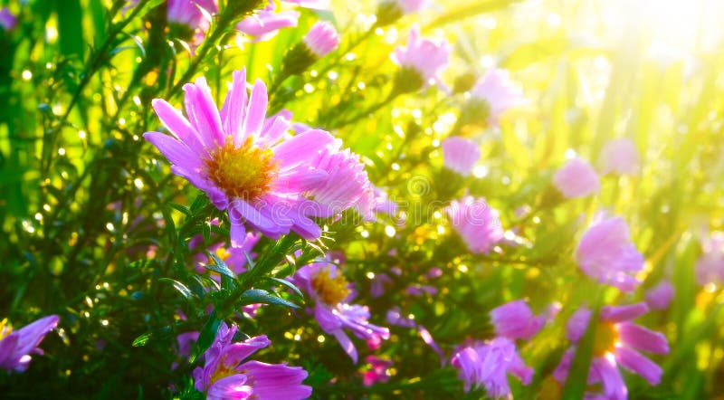Flores da manhã imagem de stock. Imagem de flores, grama - 45250777