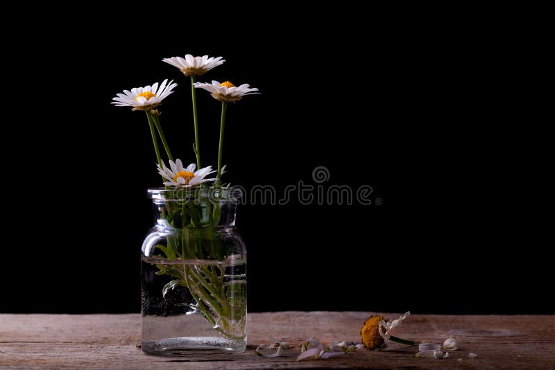 Flores da margarida foto de stock Flores da margarida foto de stock