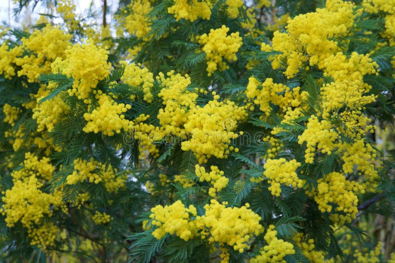 Flores da mimosa na flor imagem de stock. Imagem de colhido - 108337309