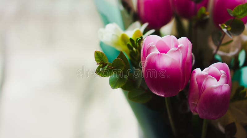 Flores da mola - um ramalhete das tulipas cor-de-rosa iluminadas com luz suave imagem de stock royalty free Flores da mola - um ramalhete das tulipas cor-de-rosa iluminadas com luz suave imagem de stock royalty free