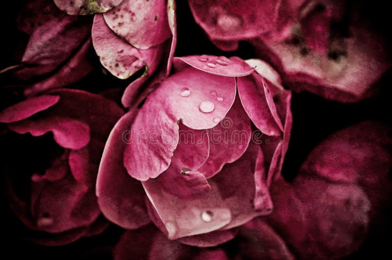 Flores da peônia fotos de stock royalty free Flores da peônia fotos de stock royalty free
