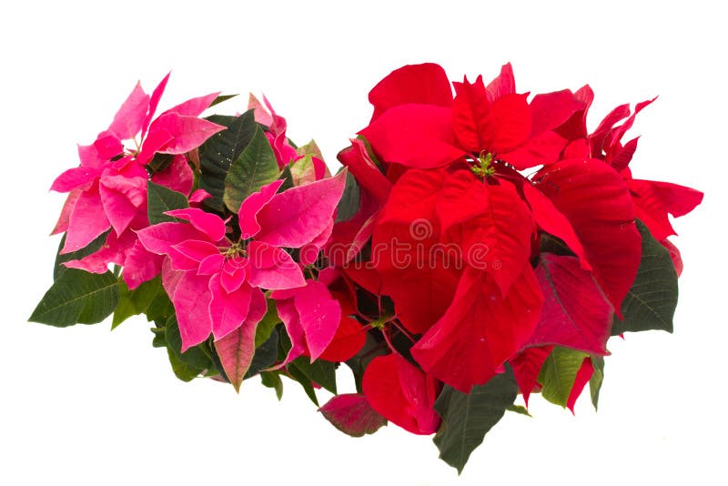 Flores Da Poinsétia Ou Estrela Cor-de-rosa E Vermelha Do Natal Foto de  Stock - Imagem de natal, nave: 45570856