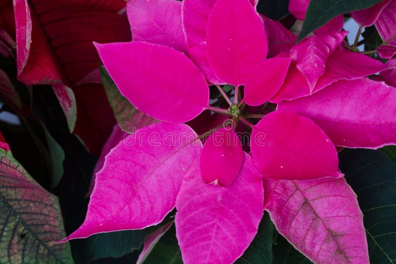 Flores Da Poinsétia Ou Estrela Do Natal Foto de Stock - Imagem de estrela,  verde: 46047058