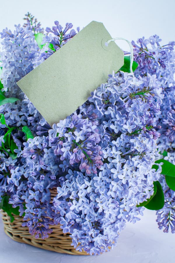 Flores da primavera lindíssima ramificação azul-rosa, lilás, no cesto