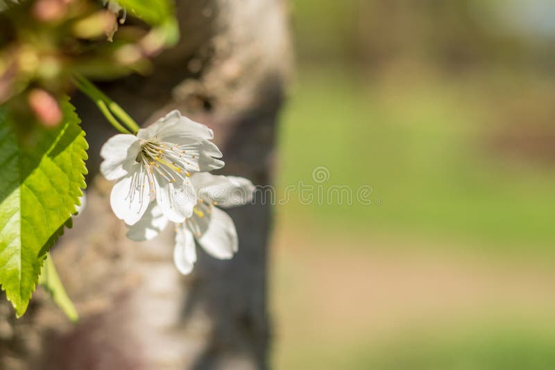 flores da Pássaro-cereja no dia ensolarado imagens de stock flores da Pássaro-cereja no dia ensolarado imagens de stock