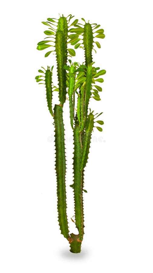 Flores da sala, cacto imagem de stock