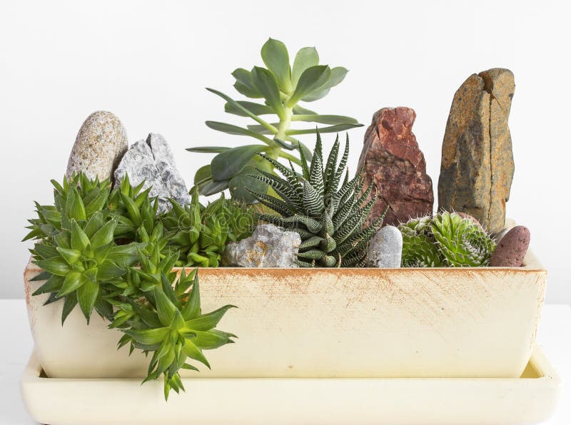 Flores da sala em um potenciômetro imagens de stock royalty free