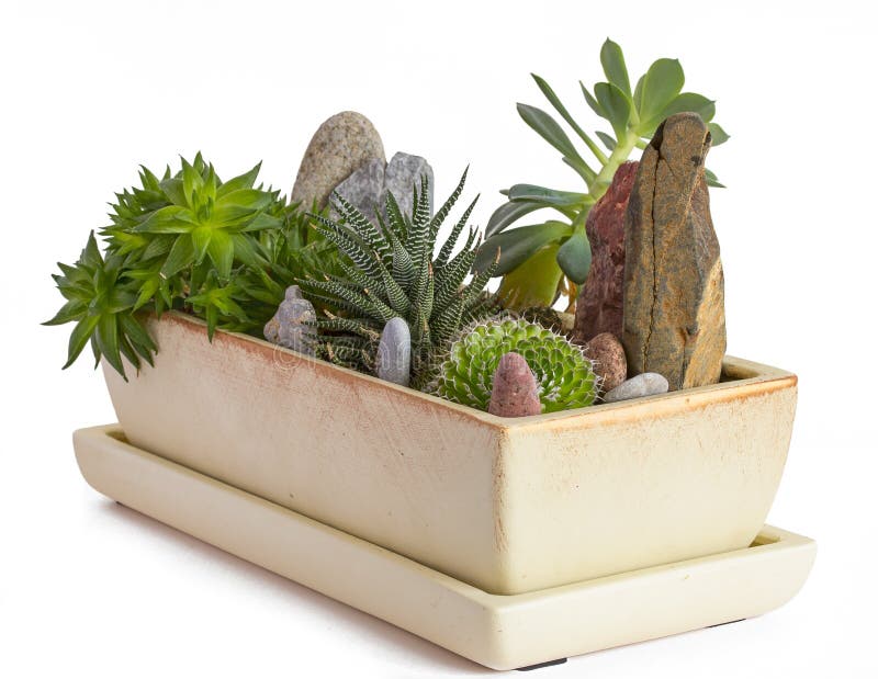 Flores da sala em um potenciômetro fotografia de stock