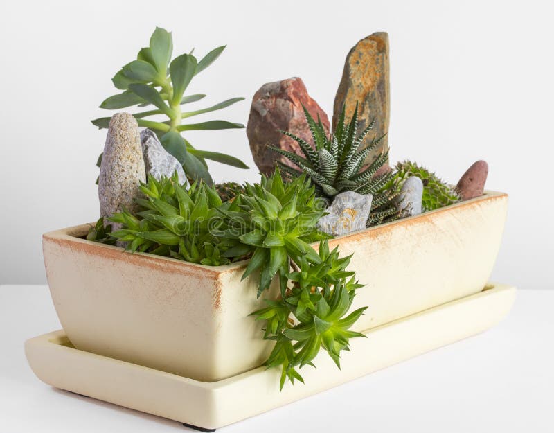 Flores num vaso imagens de stock royalty free