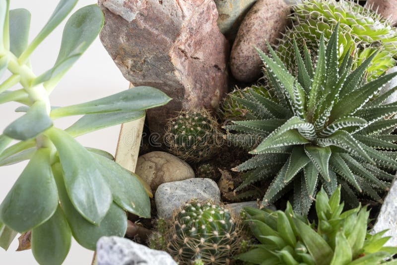 Flores da sala em um potenciômetro fotos de stock royalty free