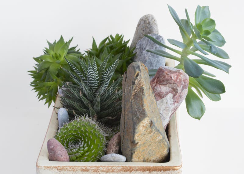 Flores da sala em um potenciômetro imagens de stock royalty free