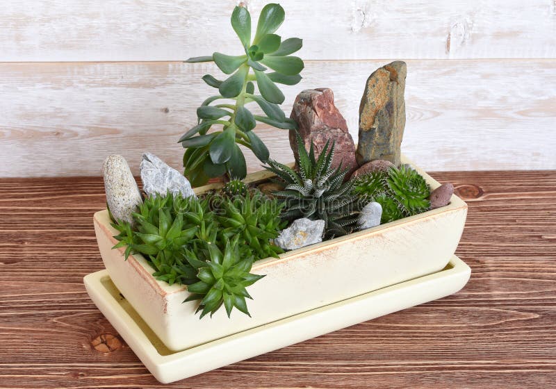 Flores num vaso fotos de stock