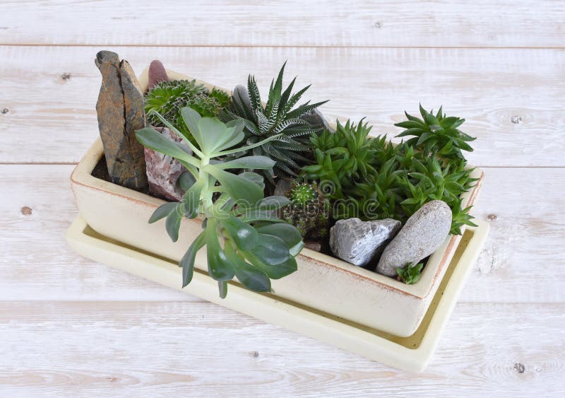 Flores de interior num vaso foto de stock