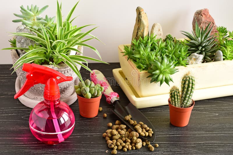 Flores da sala em um potenciômetro fotos de stock