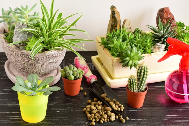 Flores da sala em um potenciômetro foto de stock