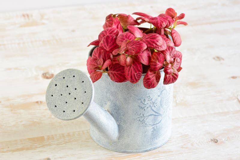 Flores da sala em um potenciômetro fotografia de stock
