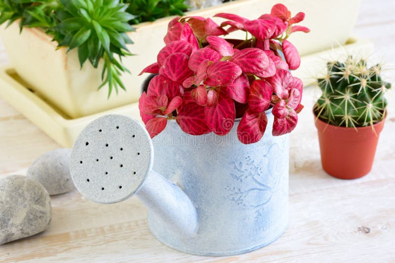 Flores da sala em um potenciômetro fotografia de stock