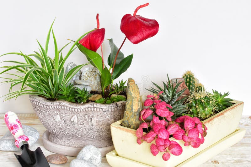 Flores da sala em um potenciômetro imagens de stock royalty free