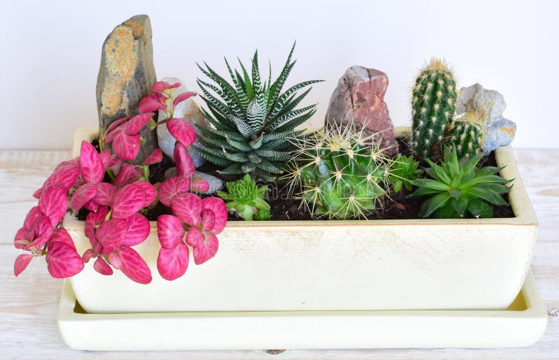 Flores da sala em um potenciômetro fotografia de stock