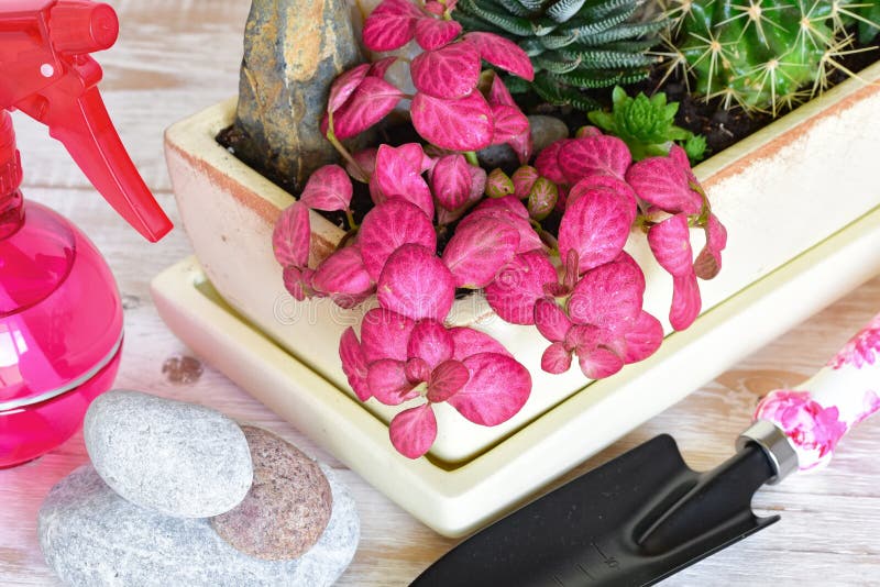 Flores da sala em um potenciômetro imagens de stock royalty free