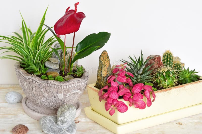Flores da sala em um potenciômetro imagens de stock royalty free
