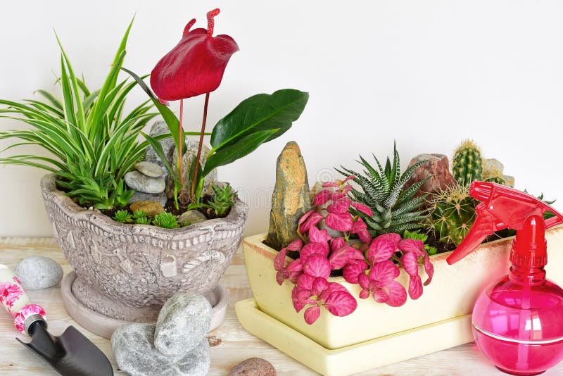 Flores da sala em um potenciômetro fotos de stock royalty free