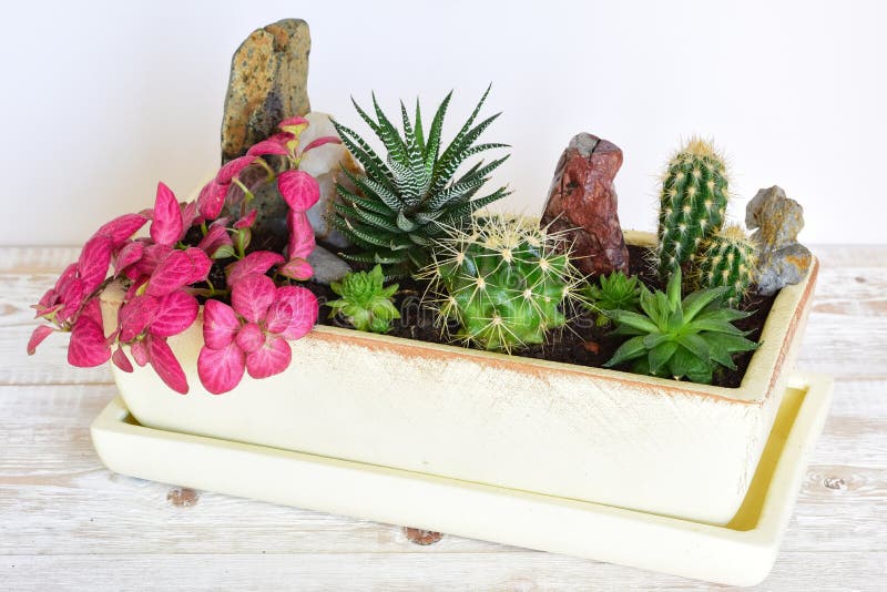 Flores da sala em um potenciômetro foto de stock