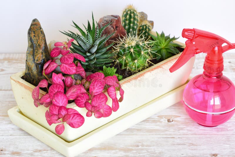 Flores da sala em um potenciômetro imagem de stock royalty free