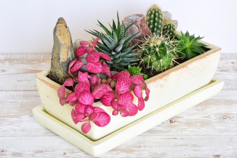 Flores da sala em um potenciômetro foto de stock royalty free