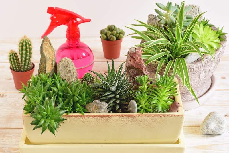 Flores da sala no potenciômetro imagens de stock