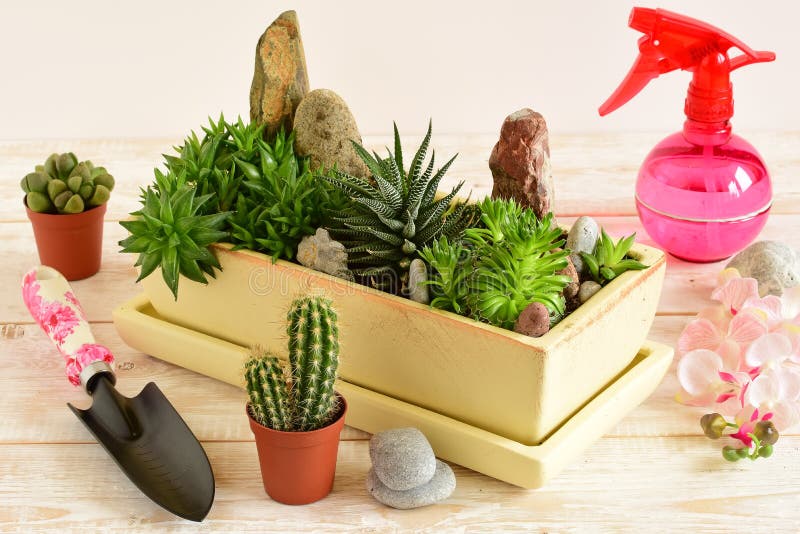 Flores da sala no potenciômetro imagem de stock royalty free