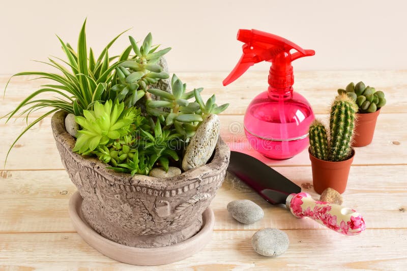 Flores da sala no potenciômetro foto de stock royalty free