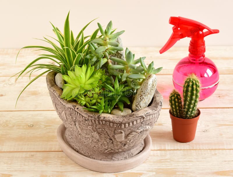 Flores da sala no potenciômetro fotografia de stock