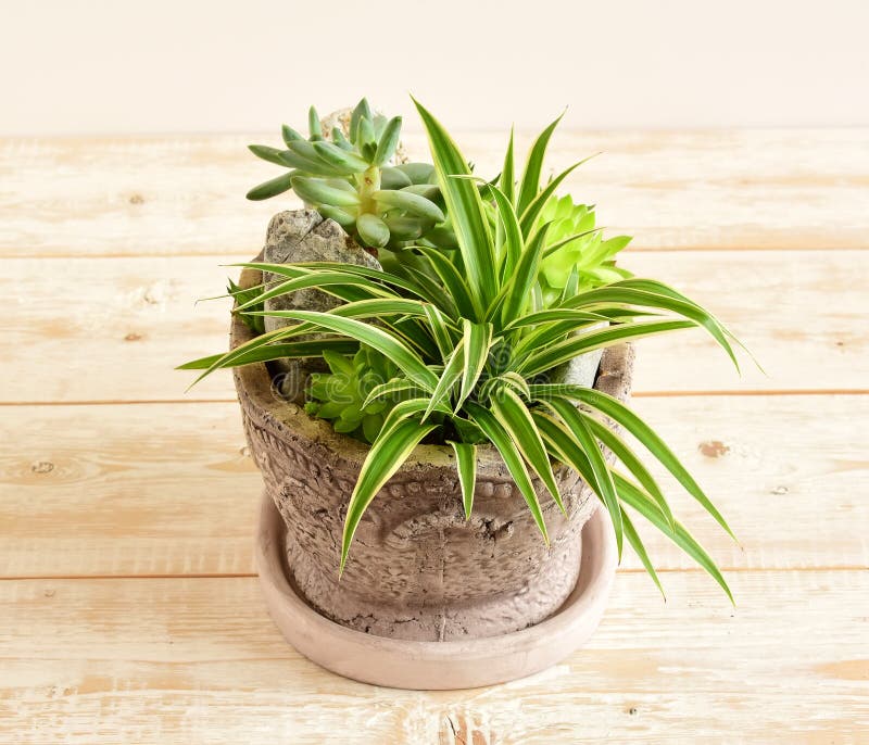 Flores da sala no potenciômetro imagens de stock royalty free