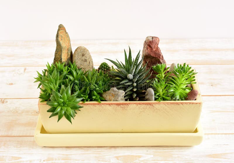 Flores da sala no potenciômetro fotos de stock