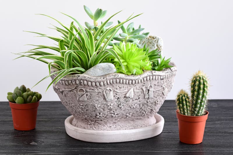 Flores da sala no potenciômetro fotos de stock