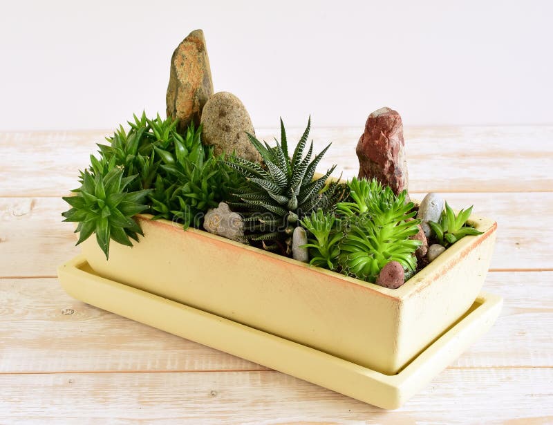 Flores da sala no potenciômetro fotografia de stock royalty free