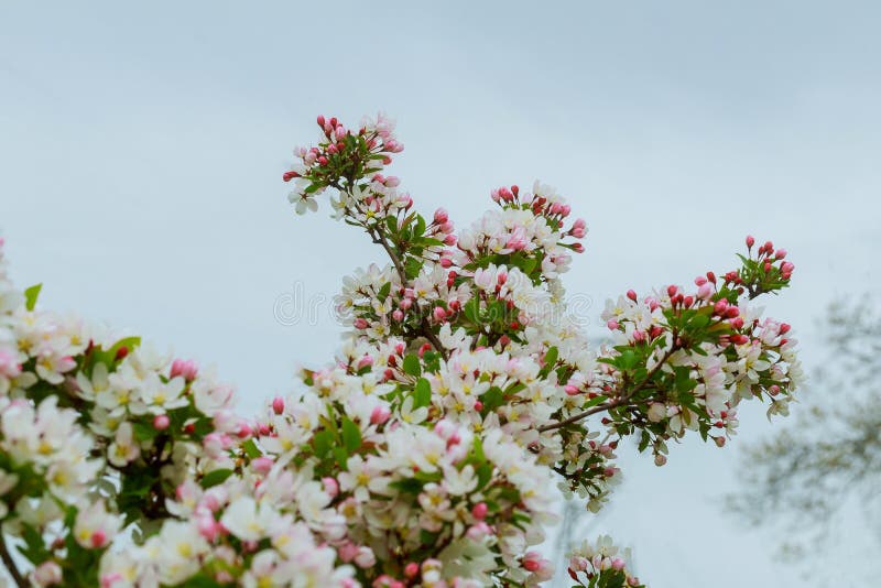 Flores da árvore de Apple de um jardim da mola foto de stock Flores da árvore de Apple de um jardim da mola foto de stock