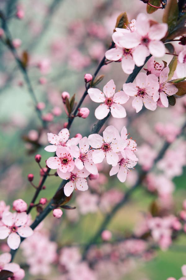 As flores das cerejeiras Sakura desabrocham no início da primavera fotografia de stock