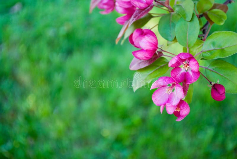 Flores da árvore de Redbud fotografia de stock royalty free Flores da árvore de Redbud fotografia de stock royalty free