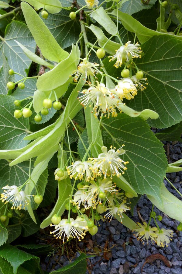 Photograph showing the pretty flowers and bracts of the Tilia or Linden tree. The linden plant is historically important in Europe for its timber and medicinal properties, and is recommended as an ornamental tree when a mass of foliage or a deep shade is desired. The tree produces fragrant and nectar-producing flowers, the medicinal herb lime blossom. They are very important honey plants for beekeepers, producing a very pale but richly flavoured monofloral honey. The flowers are also used for tisanes and tinctures; this kind of use is particularly popular in Europe and also used in North American herbal medicine practices. Known as the basswood tree in North America. Photograph showing the pretty flowers and bracts of the Tilia or Linden tree. The linden plant is historically important in Europe for its timber and medicinal properties, and is recommended as an ornamental tree when a mass of foliage or a deep shade is desired. The tree produces fragrant and nectar-producing flowers, the medicinal herb lime blossom. They are very important honey plants for beekeepers, producing a very pale but richly flavoured monofloral honey. The flowers are also used for tisanes and tinctures; this kind of use is particularly popular in Europe and also used in North American herbal medicine practices. Known as the basswood tree in North America.