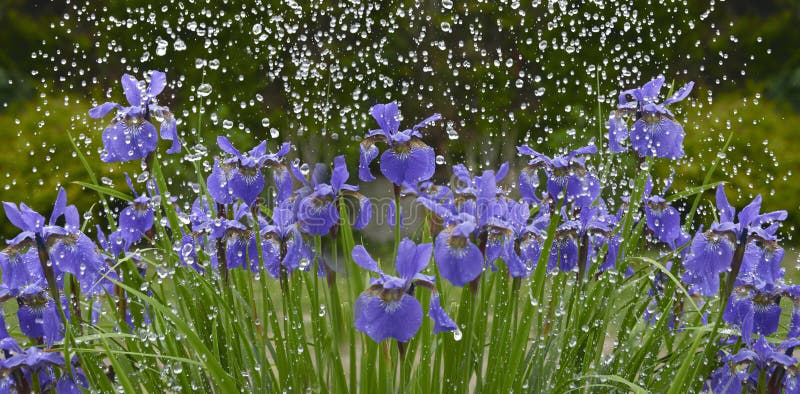 Flores da íris na chuva