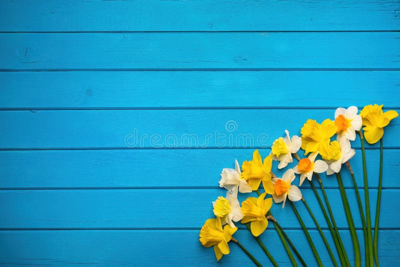 Colorful daffodil flowers on blue wooden background. Spring Narcissus flowers. Greeting card with copy space for Valentine`s Day, Woman`s Day and Mother`s Day. Colorful daffodil flowers on blue wooden background. Spring Narcissus flowers. Greeting card with copy space for Valentine`s Day, Woman`s Day and Mother`s Day