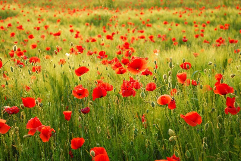 Flores das papoilas Flores das papoilas